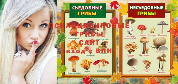 прущие грибы Вязьма